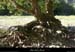 20090822_amconfluenceligneardeche_racines