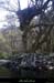 20100410_ssfalaisespetitbois_arbre3