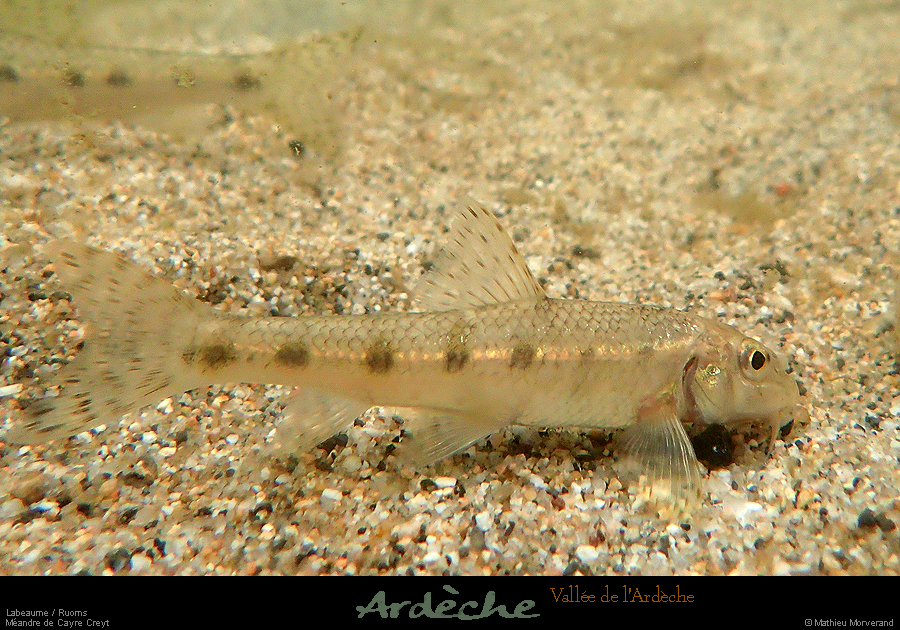 20170914_avalconfluencepoisson2