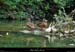 20170729_defilescanards