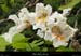 20190609_catalpafleurs4