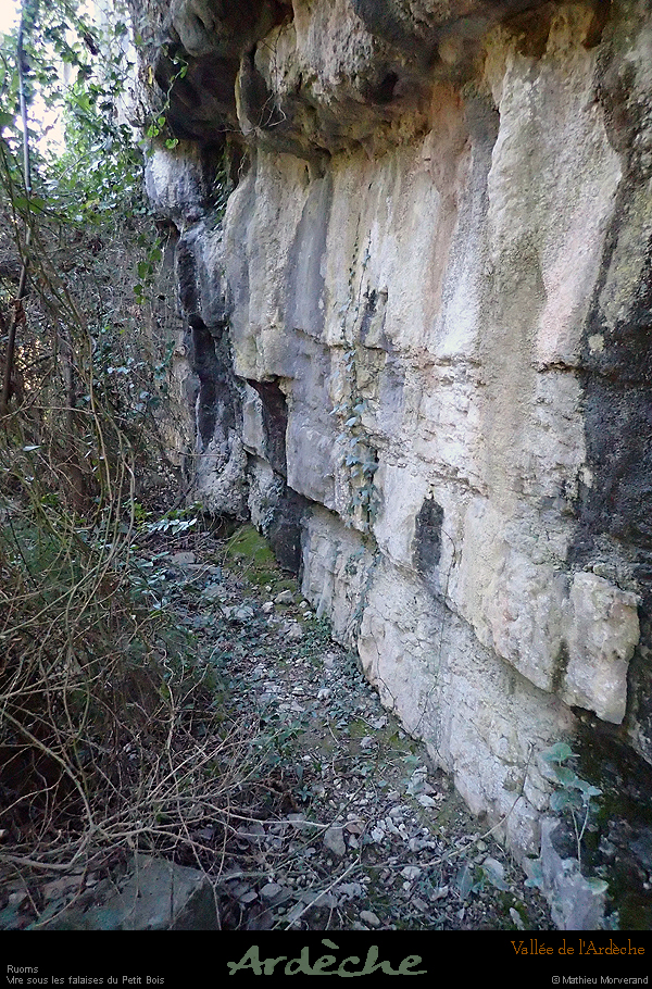 20190101_viresspetitbois06
