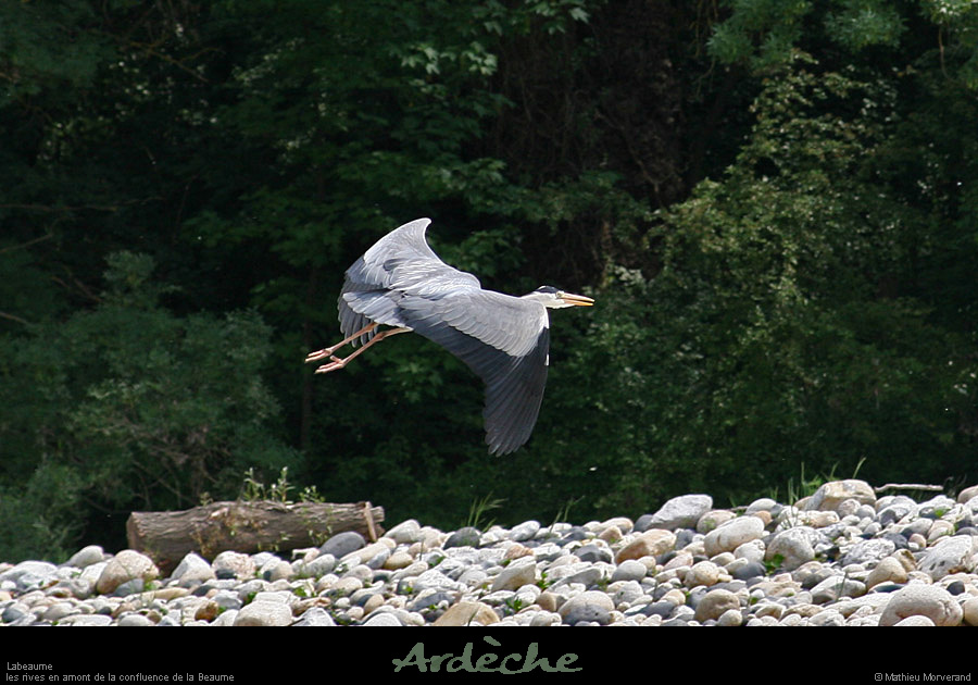 20070429_labeaume_confluencebeaume_heron