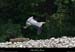 20070429_labeaume_confluencebeaume_heron