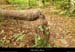 20130928_labeaume_rivesdardeche25