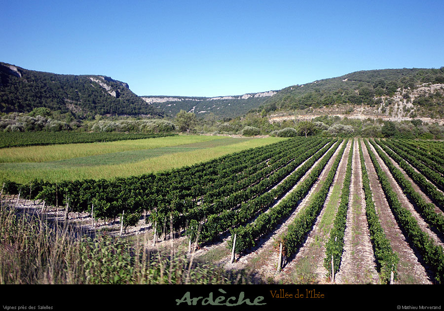 20100910_valleeibie_vignes