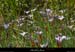 20030510_collinedarduc_fleurs_4