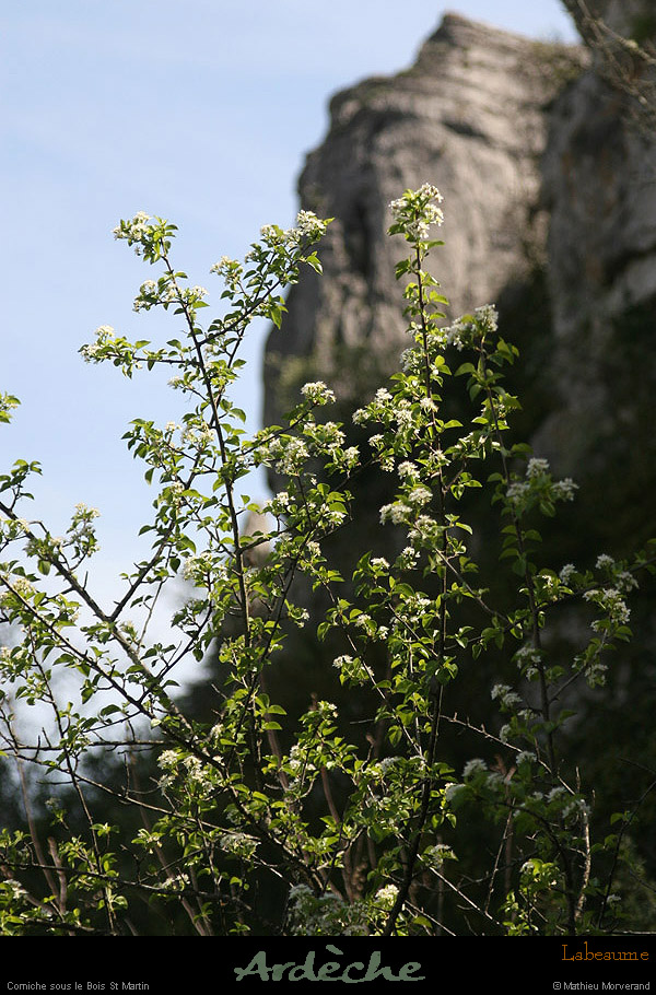 20130416_labeaume_falaisesboisstmartin1