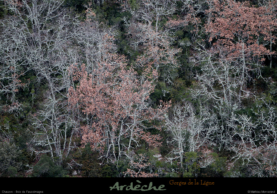 20130127_gorgesligne_boissfaussimagne