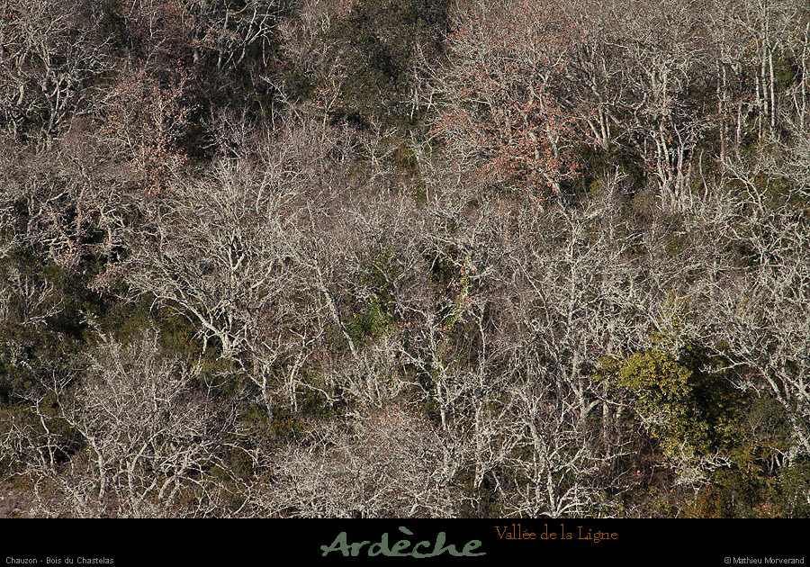 20130302_gorgesligne_chauzon_boisduchastelas1