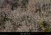 20130302_gorgesligne_chauzon_boisduchastelas1