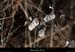20130302_gorgesligne_labeaume_ssptedusavel_rives04