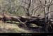 20130302_gorgesligne_labeaume_ssptedusavel_rives05