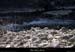 20130302_gorgesligne_labeaume_ssptedusavel_riviere01