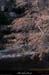 20130302_gorgesligne_labeaume_ssptedusavel_riviere03
