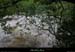 20130518_baumepechercue4