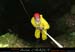chazot_p31_jpierre3