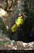 chazot0711_puits11fp