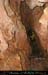 chazot07114_inf05mm