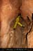chazot07114_inj02mm