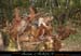 chazot0711_trid01fp