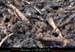 chazot0711_trid08fp