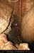 chazot0811_in403