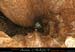 chazot0811_in404