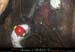 chazot0811_in421