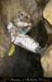 chazot0811_in501