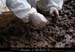chazot0811_tri12lk