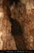 chazot0905_p1bs02mm