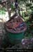 chazot0905_sur28rc