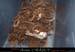 chazot0911_ob06dm