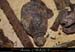 chazot0911_ob07dm