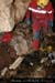 20070114_chazot27