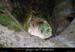 20120830_rappellucarneperceessdevesdevirac1