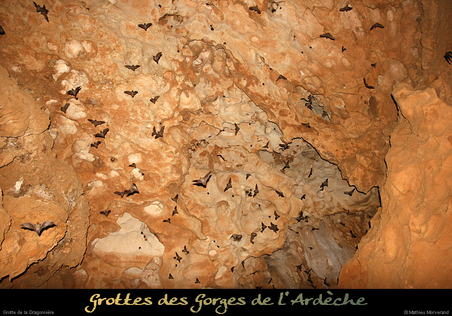 20110503_dragonnieregaud_chiro1