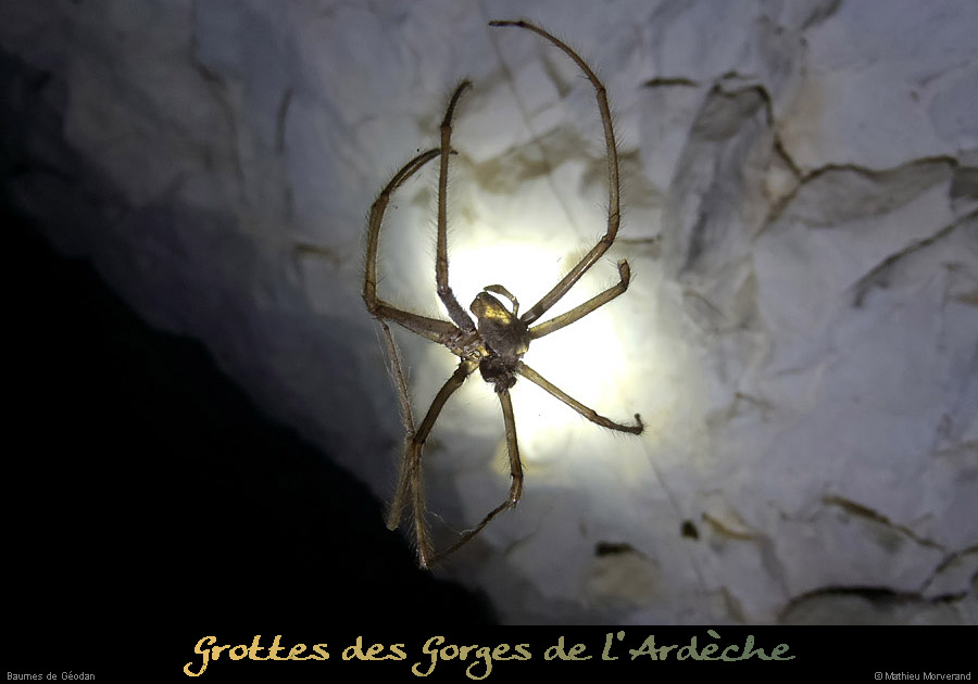 20121202_grottegeodan_araignee