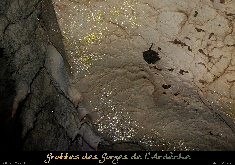 20100404_grottemarguerite_chiropteres1