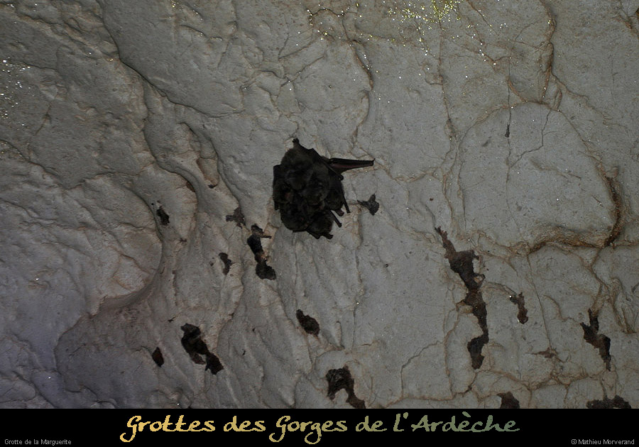 20100404_grottemarguerite_chiropteres2