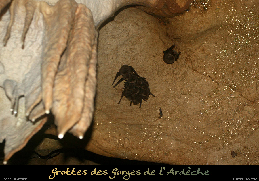 20100404_grottemarguerite_chiropteres6