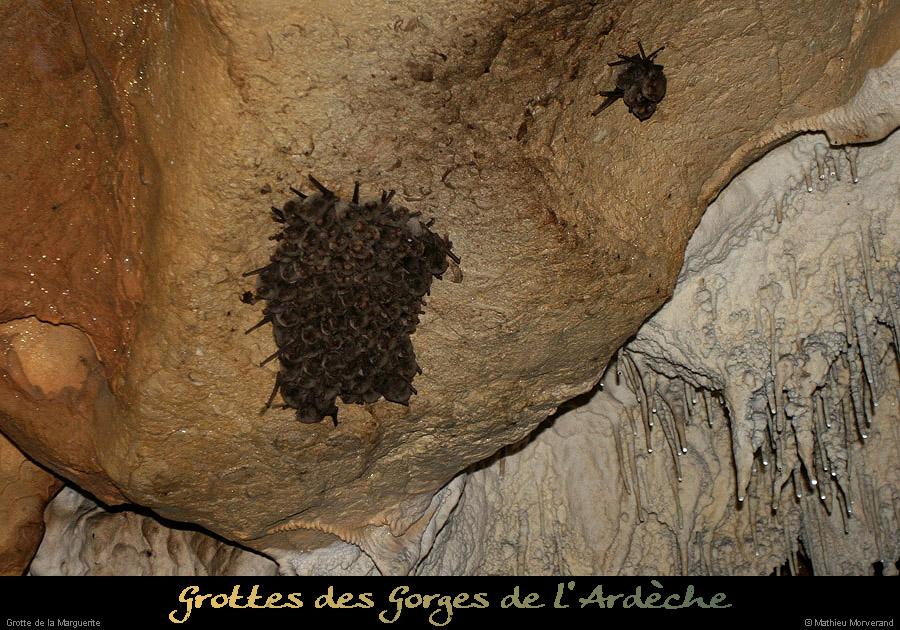 20100404_grottemarguerite_chiropteres8