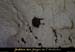 20100404_grottemarguerite_chiropteres2
