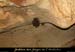 20100404_grottemarguerite_chiropteres4