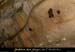 20100404_grottemarguerite_chiropteres5