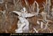 20030129_avennoel_excentriques_7