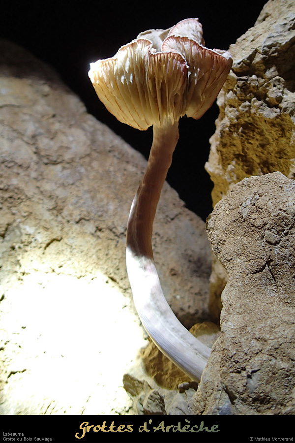 20131111_labeaume_champsauvage_grotte_champignon1