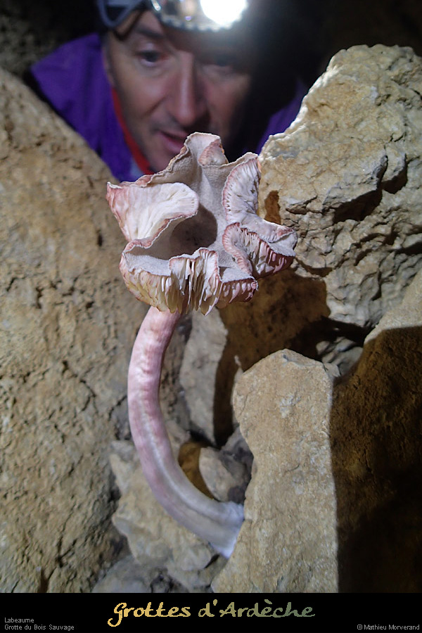 20131111_labeaume_champsauvage_grotte_champignon2