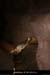 20090418_grotteplataneentree13